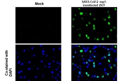 Invitrogen SARS-CoV-2 NSP1 Polyclonal Antibody 100 &mu;L; Unconjugated:Antibodies,