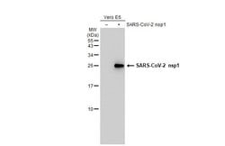 Invitrogen SARS-CoV-2 NSP1 Polyclonal Antibody 100 &mu;L; Unconjugated:Antibodies,