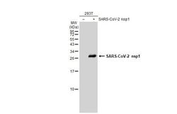 Invitrogen SARS-CoV-2 NSP1 Polyclonal Antibody 100 &mu;L; Unconjugated:Antibodies,