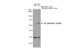 Invitrogen Phospho-SRC (Tyr416) Polyclonal Antibody 100 &mu;L; Unconjugated:Antibodies,