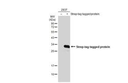 Invitrogen Strep Tag Polyclonal Antibody 100 &mu;L | Buy Online | Invitrogen&trade; | Fisher Scientific