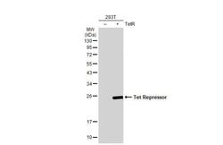 Invitrogen&trade;&nbsp;Tet Repressor Polyclonal Antibody