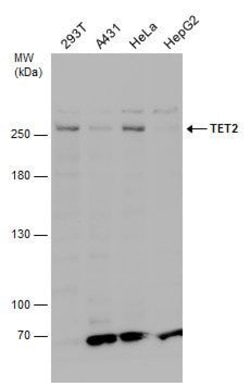 Invitrogen TET2 Polyclonal Antibody 100 &mu;L; Unconjugated:Antibodies,