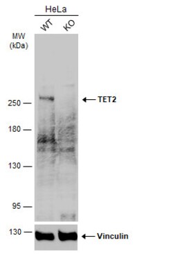 Invitrogen TET2 Polyclonal Antibody 100 &mu;L; Unconjugated:Antibodies,