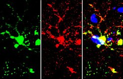 Invitrogen TMEM119 Polyclonal Antibody 100 &mu;L; Unconjugated:Antibodies,