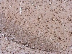 Invitrogen TMEM119 Polyclonal Antibody 100 &mu;L; Unconjugated:Antibodies,