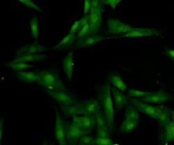 Invitrogen HMGB1 Polyclonal Antibody 100 &mu;L; Unconjugated:Antibodies,