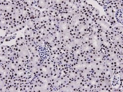 Invitrogen HMGB1 Polyclonal Antibody 100 &mu;L; Unconjugated:Antibodies,