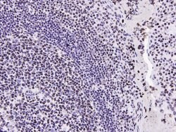 Invitrogen HMGB1 Polyclonal Antibody 100 &mu;L; Unconjugated:Antibodies,