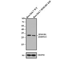 Invitrogen HMGB1 Polyclonal Antibody 100 &mu;L; Unconjugated:Antibodies,