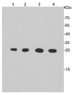 Invitrogen HMGB1 Polyclonal Antibody 100 &mu;L; Unconjugated:Antibodies,
