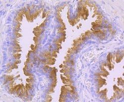 Invitrogen PSA Polyclonal Antibody 100 &mu;L; Unconjugated:Antibodies,