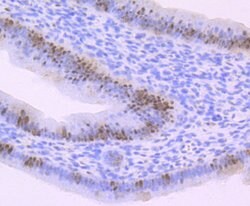 Invitrogen Cdc25C Polyclonal Antibody 100 &mu;L; Unconjugated:Antibodies,