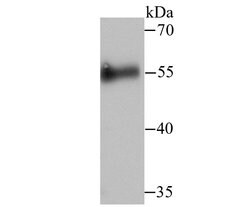 Invitrogen Cdc25C Polyclonal Antibody 100 &mu;L; Unconjugated:Antibodies,