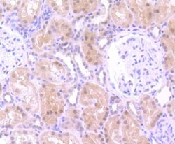 Invitrogen Cullin 3 Polyclonal Antibody 100 &mu;L; Unconjugated:Anticuerpos