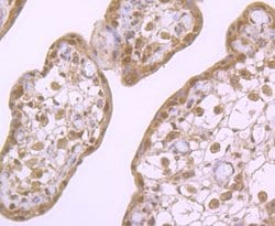 Invitrogen Cullin 3 Polyclonal Antibody 100 &mu;L; Unconjugated:Anticuerpos