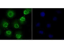 Invitrogen Fyn Polyclonal Antibody 100 &mu;L; Unconjugated:Antibodies,