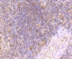 Invitrogen Fyn Polyclonal Antibody 100 &mu;L; Unconjugated:Antibodies,