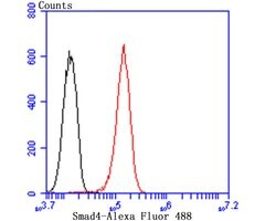 Invitrogen SMAD4 Polyclonal Antibody 100 &mu;L; Unconjugated:Antibodies,