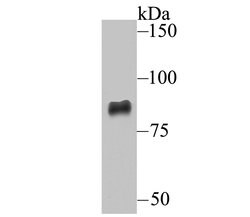 Invitrogen ADAM10 Polyclonal Antibody 100 μL; Unconjugated:Antibodies,