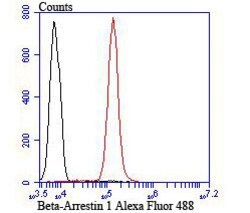 Invitrogen beta Arrestin 1 Polyclonal Antibody 100 &mu;L; Unconjugated:Antibodies,