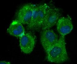 Invitrogen beta Arrestin 1 Polyclonal Antibody 100 &mu;L; Unconjugated:Antibodies,