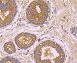Invitrogen beta Arrestin 1 Polyclonal Antibody 100 &mu;L; Unconjugated:Antibodies,