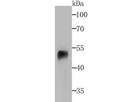 Invitrogen beta Arrestin 1 Polyclonal Antibody 100 &mu;L; Unconjugated:Antibodies,