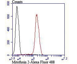 Invitrogen MFN2 Polyclonal Antibody 100 &mu;L; Unconjugated:Antibodies,