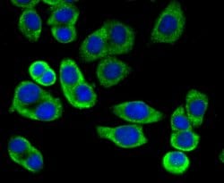 Invitrogen MFN2 Polyclonal Antibody 100 &mu;L; Unconjugated:Antibodies,