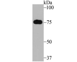 Invitrogen MFN2 Polyclonal Antibody 100 &mu;L; Unconjugated:Antibodies,