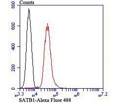 Invitrogen SATB1 Polyclonal Antibody 100 &mu;L; Unconjugated:Antibodies,