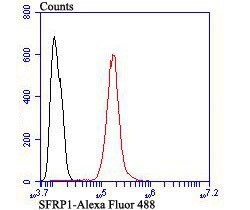 Invitrogen SFRP1 Polyclonal Antibody 100 &mu;L; Unconjugated:Antibodies,