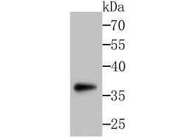 Invitrogen SFRP1 Polyclonal Antibody 100 &mu;L; Unconjugated:Antibodies,