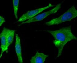Invitrogen CRMP2 Polyclonal Antibody 100 &mu;L; Unconjugated:Antibodies,