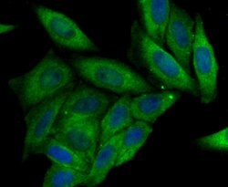 Invitrogen CRMP2 Polyclonal Antibody 100 &mu;L; Unconjugated:Antibodies,