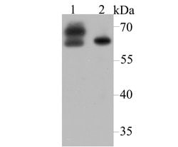 Invitrogen CRMP2 Polyclonal Antibody 100 &mu;L; Unconjugated:Antibodies,