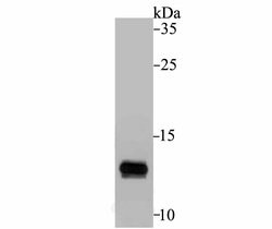 Invitrogen ApoC3 Polyclonal Antibody 100 &mu;L; Unconjugated:Antibodies,