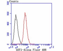 Invitrogen GOT1 Polyclonal Antibody 100 &mu;L | Buy Online | Invitrogen&trade; | Fisher Scientific