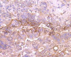 Invitrogen TROP2 Polyclonal Antibody 100 &mu;L; Unconjugated:Antibodies,