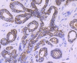 Invitrogen TROP2 Polyclonal Antibody 100 &mu;L; Unconjugated:Antibodies,