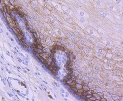Invitrogen TROP2 Polyclonal Antibody 100 &mu;L; Unconjugated:Antibodies,