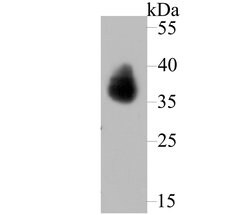 Invitrogen TROP2 Polyclonal Antibody 100 &mu;L; Unconjugated:Antibodies,