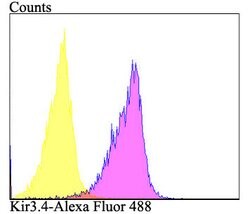 Invitrogen Kir3.4 (KCNJ5) Polyclonal Antibody 100 μL; Unconjugated:Antibodies,