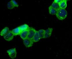 Invitrogen Kir3.4 (KCNJ5) Polyclonal Antibody 100 μL; Unconjugated:Antibodies,