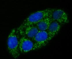 Invitrogen alpha-1 Microglobulin Polyclonal Antibody 100 &mu;L | Buy Online | Invitrogen&trade; | Fisher Scientific