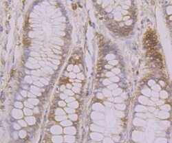 Invitrogen Calnexin Polyclonal Antibody 100 &mu;L; Unconjugated:Antibodies,