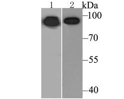 Invitrogen Calnexin Polyclonal Antibody 100 &mu;L; Unconjugated:Antibodies,