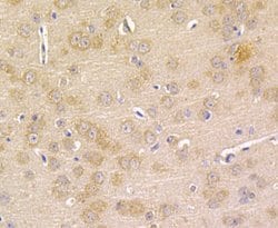 Invitrogen Prolactin Polyclonal Antibody 100 &mu;L; Unconjugated:Antibodies,