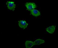 Invitrogen ILK Polyclonal Antibody 100 &mu;L; Unconjugated:Antibodies,